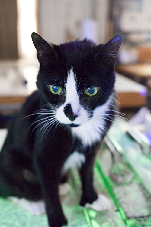 Cats