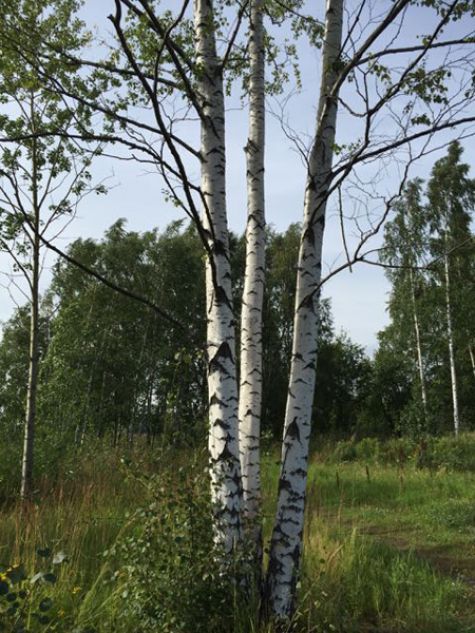 Birch tree